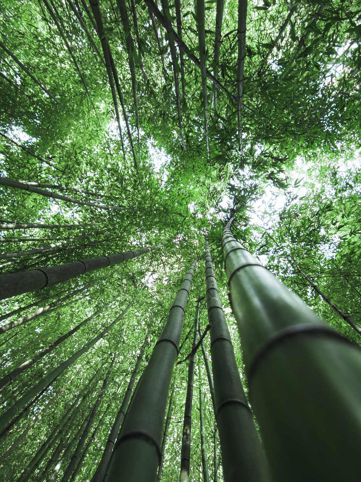 Bamboo-Forest