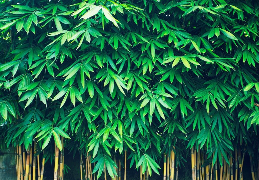 How-to-take-care-of-your-Gardens-Bamboo-1024x711