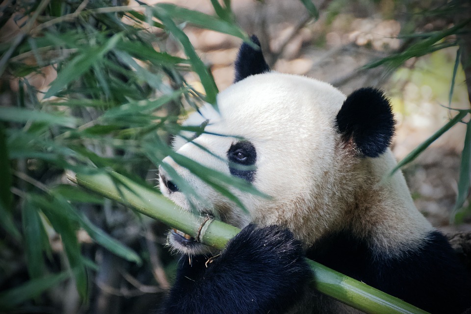 panda-4461766_960_720