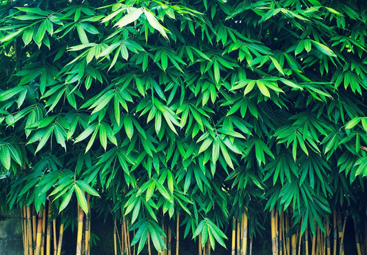 How to take care of your Garden’s Bamboo