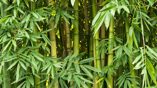 6 Things You Should Know About Bamboo