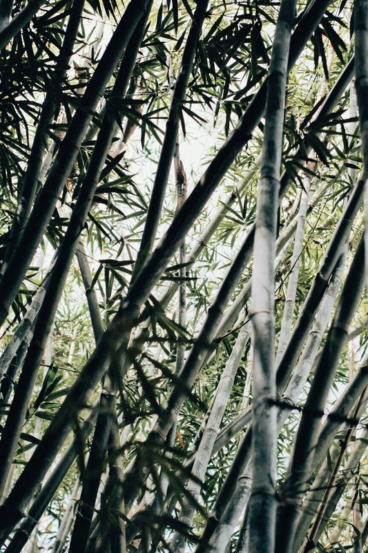 Bamboo forest