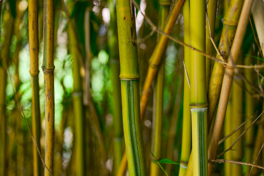 Bamboo Garden Ideas