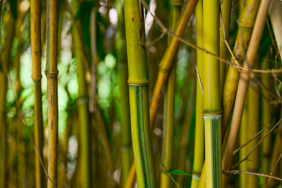 Bamboo Garden Ideas