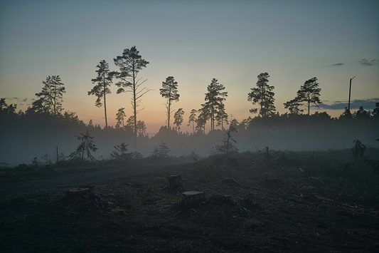 How Bamboo Paper Is Making a Difference in The Fight Against Deforestation