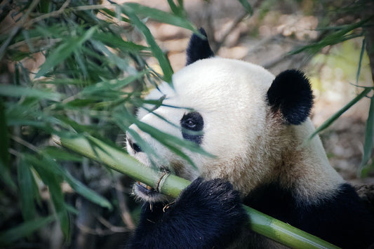 Why You Should Switch to Bamboo Toilet Paper this Veganuary
