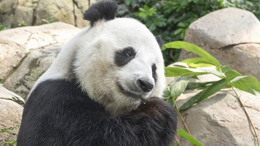 No Pandas Were Hurt