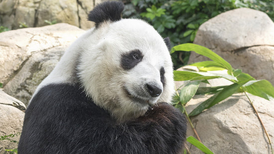 No Pandas Were Hurt