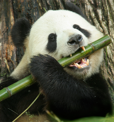 Bamboo and its relationship with Chinese Culture