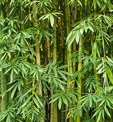 How to Tame Bamboo Growth