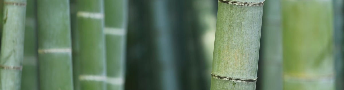 Subscribe banner background